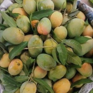 40 KG বিষমুক্ত সাতক্ষীরার গোবিন্দভোগ আম (সরাসরী সাতক্ষীরার বাগান থেকে)