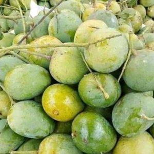 ৩০ কেজি সাতক্ষীরার হিমসাগর আম (প্রিমিয়াম গ্রেড)