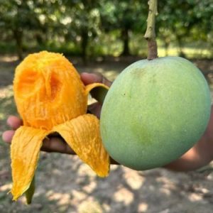 10 KG বিষমুক্ত সাতক্ষীরার গোবিন্দভোগ আম (সরাসরী সাতক্ষীরার বাগান থেকে)