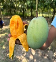 10 KG গোবিন্দভোগ আম ফর্মালিন মুক্ত (সরাসরী সাতক্ষীরার বাগান থেকে)